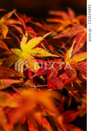 紅葉 131624893