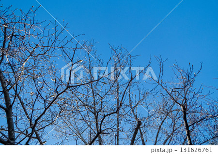 ハクモクレンの冬 131626761