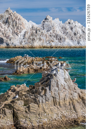 ウミネコが集う浄土ヶ浜の風景 三陸の絶景 ウミネコが集う浄土ヶ浜の風景 三陸の絶景 131626789