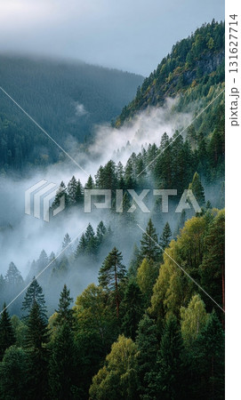 foggy forest with tall pine trees 131627714