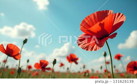 A serene poppy field against a clear blue sky, representing patriotism and reflection for those who served 131628139