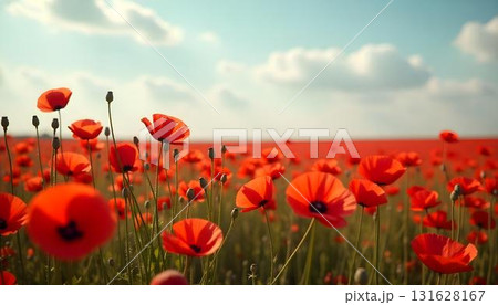 A field of red poppies, representing patriotism and reflection for veterans on Remembrance Day and Veterans Day 131628167