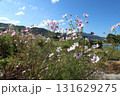 青空とコスモスのある風景 131629275