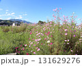 畑に咲いたピンク色のコスモス 131629276