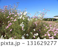 畑に咲いた白とピンク色のコスモス 131629277