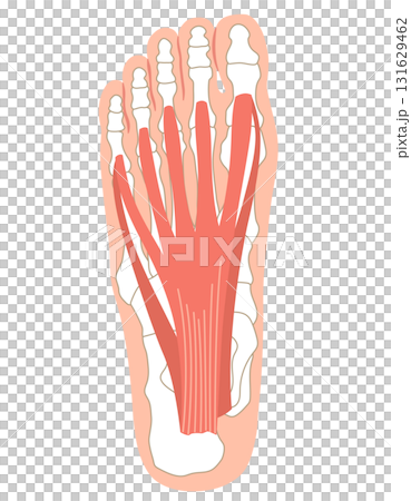 足底筋膜 足底腱膜 足底筋膜炎 足の筋肉 足底筋膜 足底腱膜 足底筋膜炎 足の筋肉 131629462