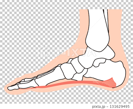 Plantar fascia, plantar aponeurosis, plantar fasciitis, foot muscles 131629495