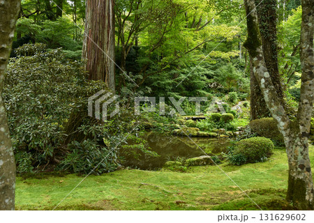 京都三千院　苔が美しい日本庭園 131629602