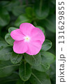 ピンク色のニチニチソウ 131629855