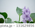 ホテイアオイの花 131629856