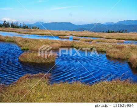 池塘の風波（20250924090315） 131629984
