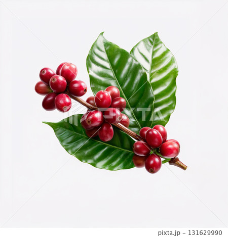 コーヒーの実 131629990