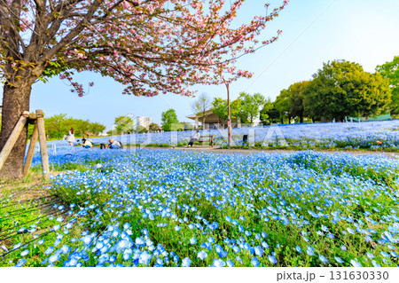 東京　足立区　舎人公園　丘の上に咲くネモフィラ 131630330