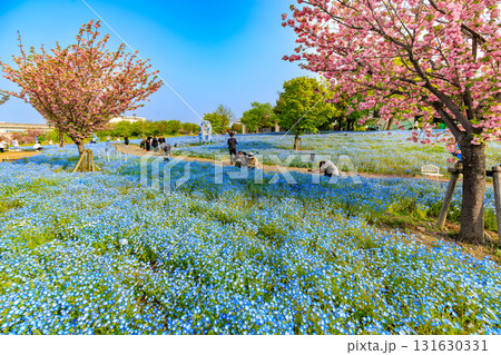 東京　足立区　舎人公園　丘の上に咲くネモフィラ 131630331