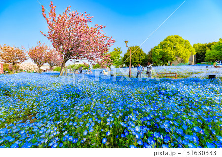 東京 足立区 舎人公園 丘の上に咲くネモフィラ 東京 足立区 舎人公園 丘の上に咲くネモフィラ 131630333