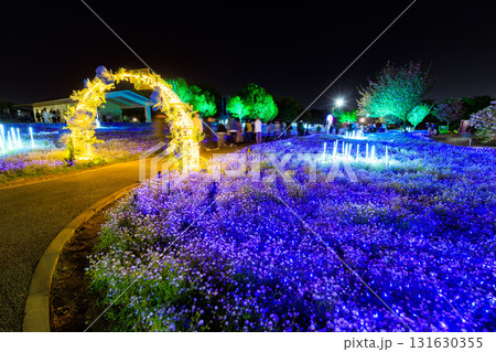 東京都　足立区　舎人公園　ネモフィラ花壇のライトアップ（花と光のムーブメント） 131630355
