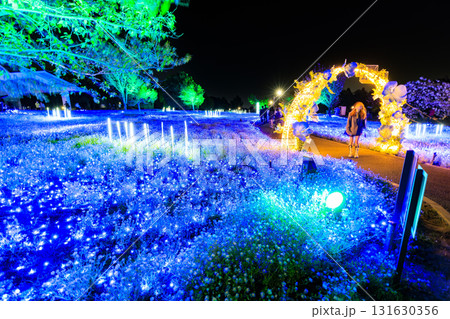 東京都 足立区 舎人公園 ネモフィラ花壇のライトアップ(花と光のムーブメント) 東京都 足立区 舎人公園 ネモフィラ花壇のライトアップ(花と光のムーブメント) 131630356