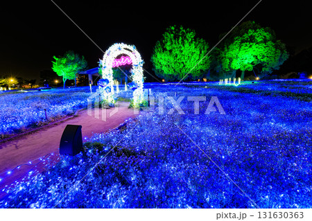 東京都　足立区　舎人公園　ネモフィラ花壇のライトアップ（花と光のムーブメント） 131630363