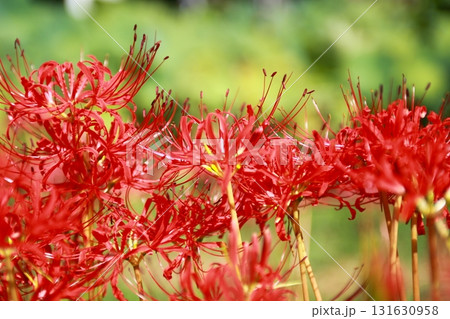 色鮮やかな彼岸花 色鮮やかな彼岸花 131630958