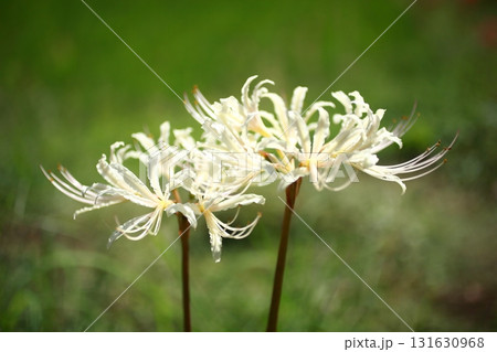 色鮮やかな彼岸花 131630968