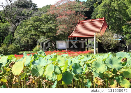里山の彼岸花 里山の彼岸花 131630972