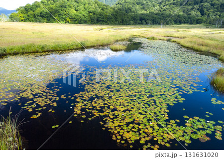 群馬県片品村 初秋の尾瀬ヶ原から望む青空が映る池塘と草紅葉 群馬県片品村 初秋の尾瀬ヶ原から望む青空が映る池塘と草紅葉 131631020