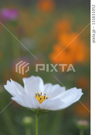 コスモス畑に咲く白いコスモス コスモス畑に咲く白いコスモス 131631052