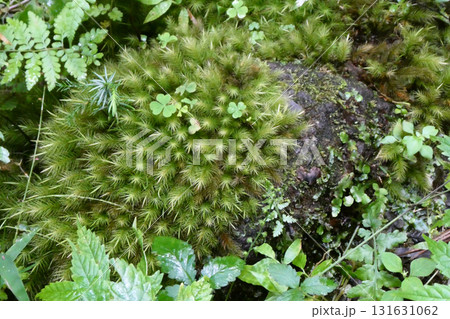 羽黒山神社の杉の木に生えているスギゴケと湿気を好む植物たち 羽黒山神社の杉の木に生えているスギゴケと湿気を好む植物たち 131631062