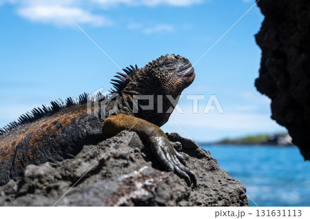 Marine iguana resting on rocks by the ocean, Galapagos Marine iguana resting on rocks by the ocean, Galapagos 131631113