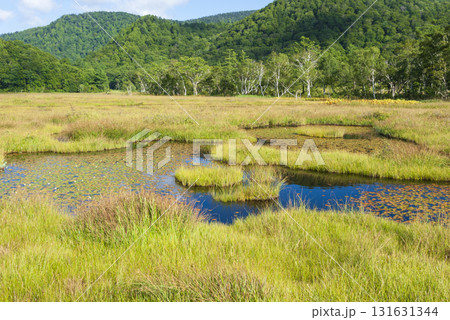 群馬県片品村 初秋の尾瀬ヶ原から望む草紅葉と白樺 群馬県片品村 初秋の尾瀬ヶ原から望む草紅葉と白樺 131631344