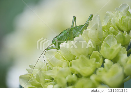 アジサイの花にとまるキタササキリモドキ 131631352