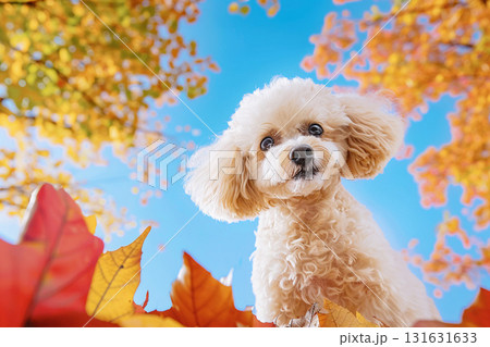 秋の紅葉と青空を背景に見上げるトイプードル 131631633