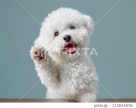 手をあげて挨拶するビションフリーゼの笑顔 手をあげて挨拶するビションフリーゼの笑顔 131631656