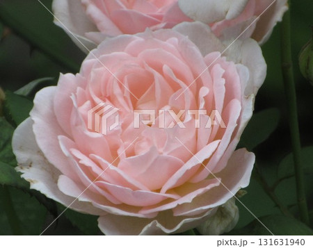 薔薇 薔薇 131631940