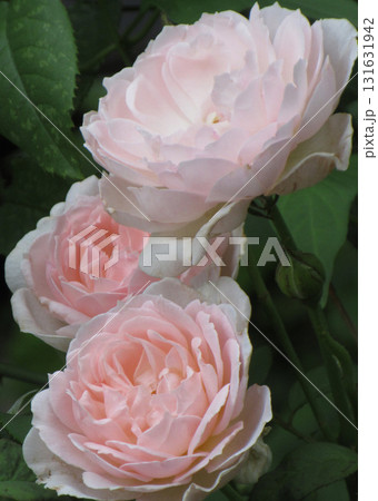 薄桃色のバラ 131631942