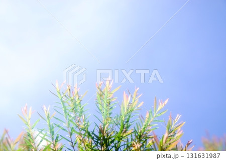Melaleuca bracteata macro leaves small world Melaleuca bracteata macro leaves small world 131631987