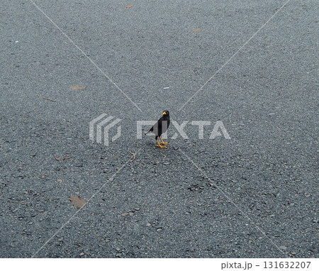 道路にいた鳥 131632207