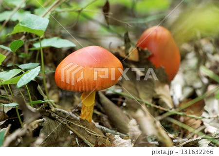 タマゴタケ 131632266