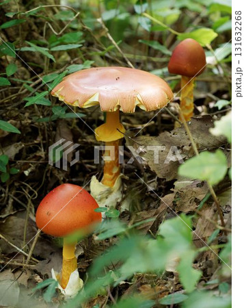 タマゴタケ 131632268