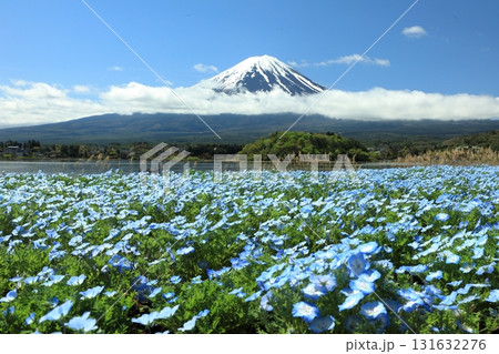 ネモフィラ咲く河口湖大石公園と富士山　山梨県河口湖町 131632276