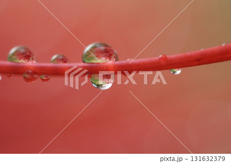 ヒガンバナのしべについた水滴 131632379