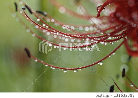 雨に濡れたヒガンバナのしべと水滴 雨に濡れたヒガンバナのしべと水滴 131632385