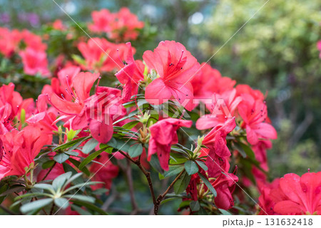 Blooming azaleas in the garden.  Blooming azaleas in the garden.  131632418