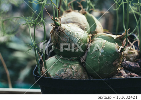 Boviea is a rather rare, evergreen, succulent, bulbous plant. Boviea is a rather rare, evergreen, succulent, bulbous plant. 131632421