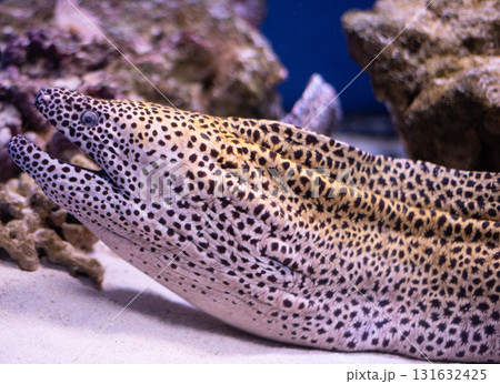 Honeycomb or leopard moray, Gymnothorax favagineus. Predatory moray lies in wait for prey. Leopard moray close-up.  131632425