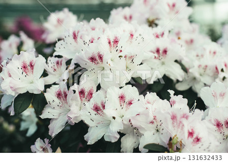 White azalea flowers with burgundy pistils and stamens bloom luxuriantly in the garden. White azalea flowers with burgundy pistils and stamens bloom luxuriantly in the garden. 131632433
