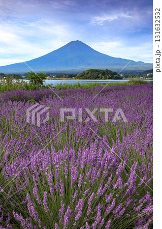 ラベンダー咲く河口湖大石公園から望む富士山 山梨県河口湖町 ラベンダー咲く河口湖大石公園から望む富士山 山梨県河口湖町 131632532