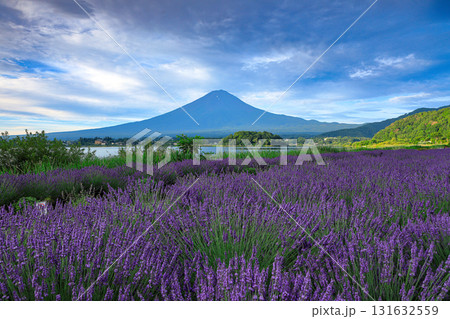 ラベンダー咲く河口湖大石公園から望む富士山　山梨県河口湖町 131632559