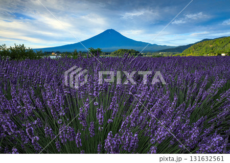 ラベンダー咲く河口湖大石公園から望む富士山　山梨県河口湖町 131632561