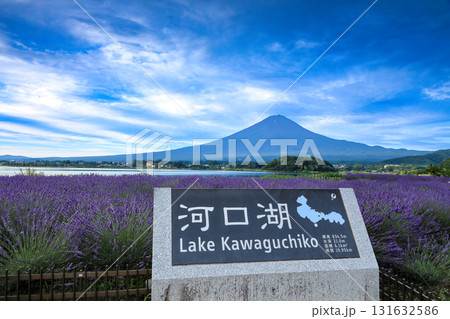 ラベンダー咲く河口湖大石公園から望む富士山　山梨県河口湖町 131632586